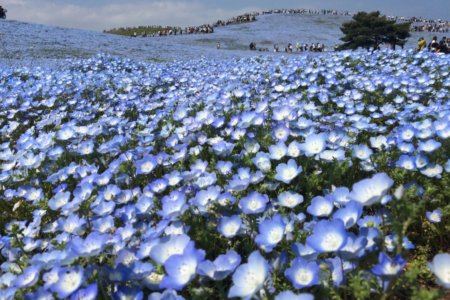 🌸 이바라키 플라워 파크 이미지 4
